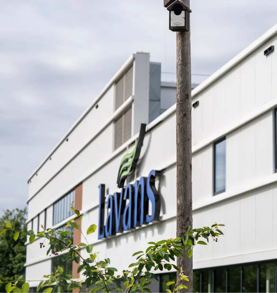 Lavans kan wassen omdat de zon schijnt 900x950